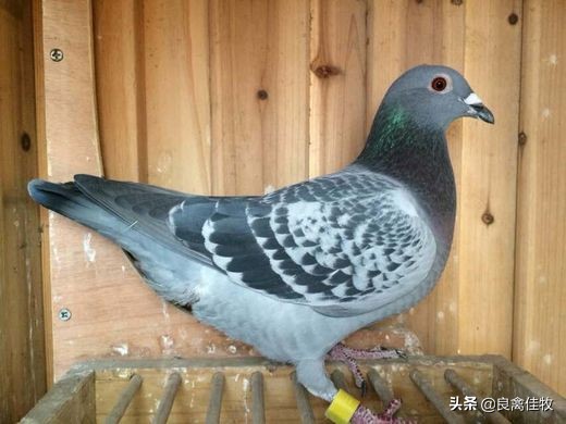 鸽子的常见疾病及治疗方法,鸽子常见疾病及治疗方法大全