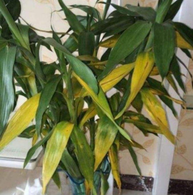 富贵竹叶片泛黄怎么救活,富贵竹叶片尖发黄怎么办