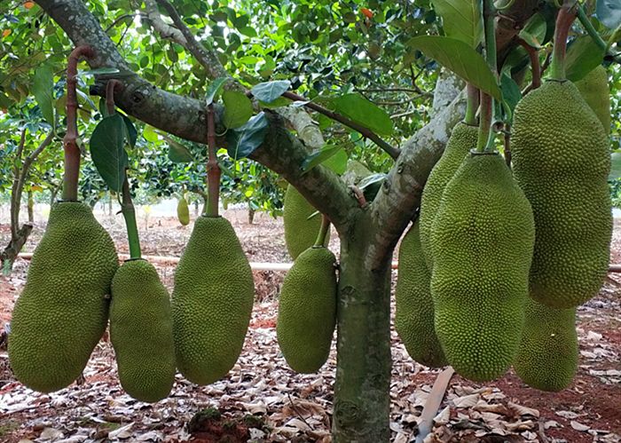 买菠萝蜜时，论斤买好还是论盒买好？甜度差别大，别再瞎买了