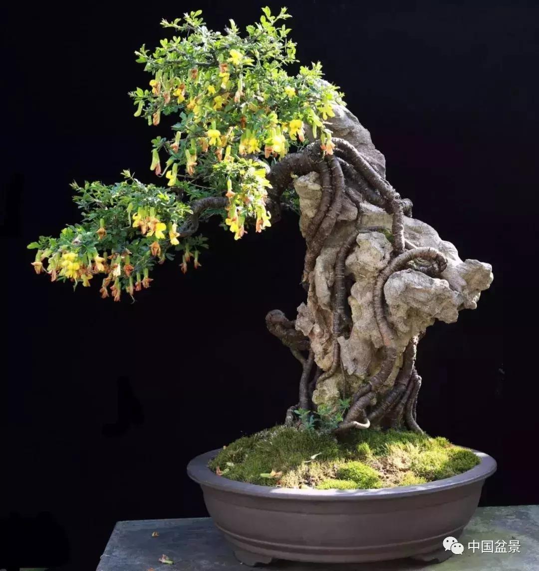 盆景植物最好养的,好养易活的盆景植物有哪些