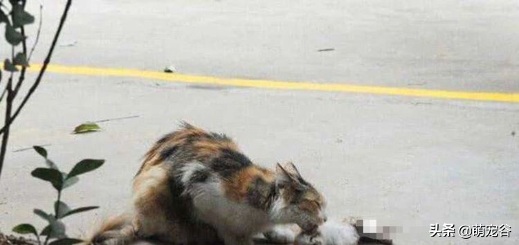 小奶猫死在母猫面前,小奶猫意外死亡猫妈妈苦苦哀求