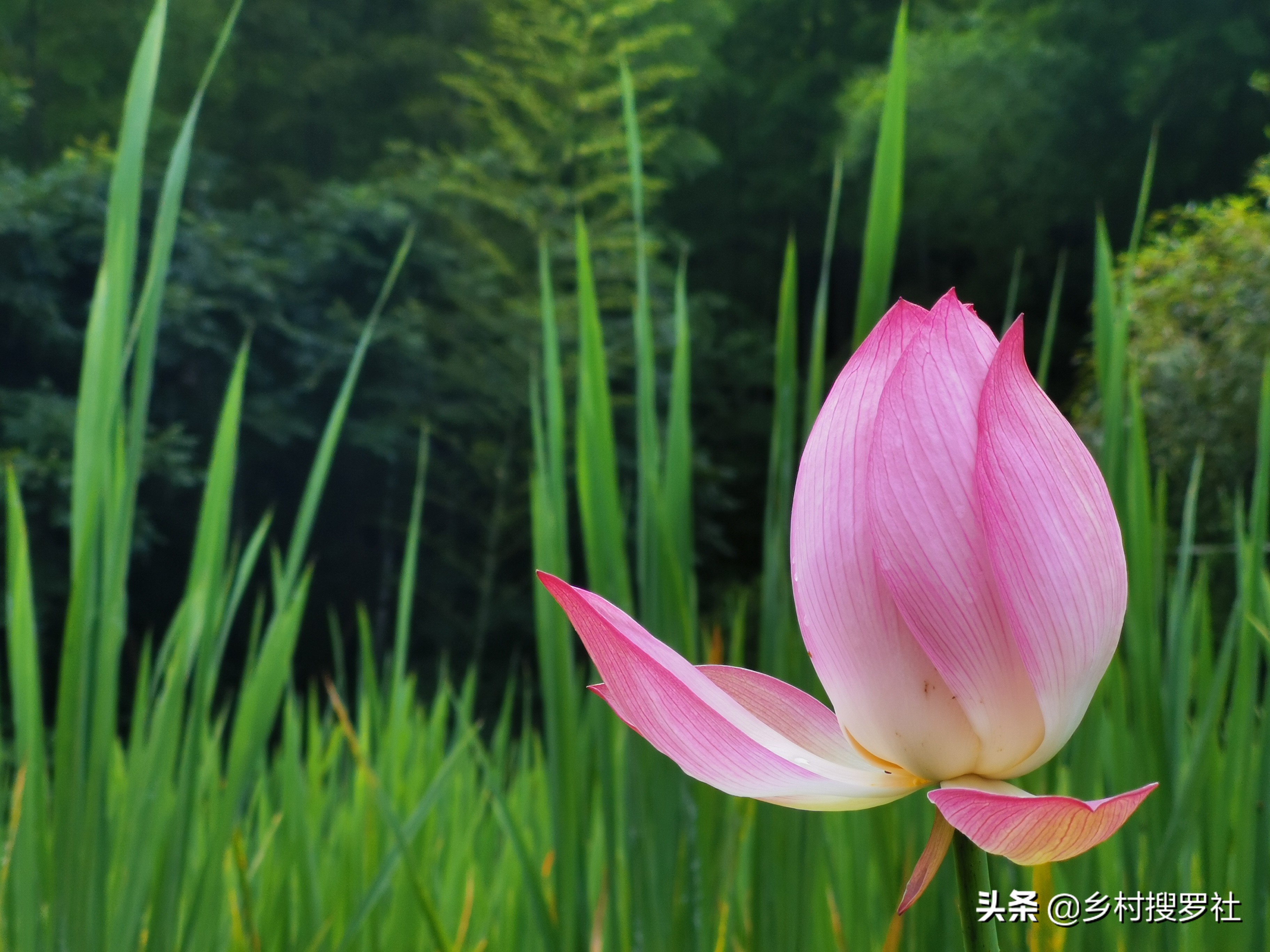 梅花和牡丹哪一个适合当作国花,梅花牡丹哪个作为国花