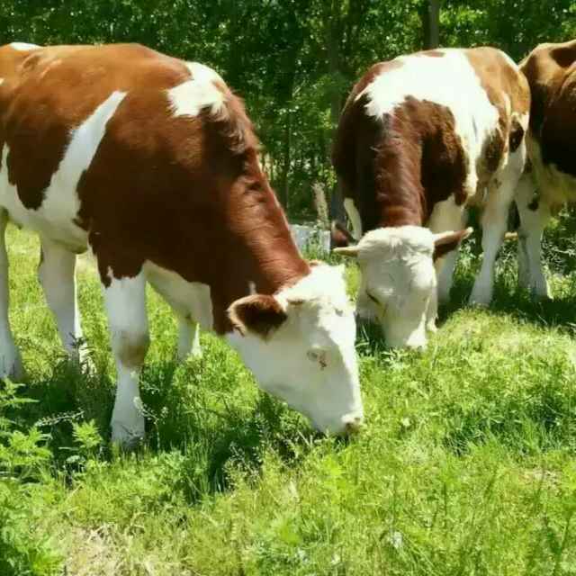 养牛诀窍让你的牛一年四季不得病,快速了解牛的生长过程的方法