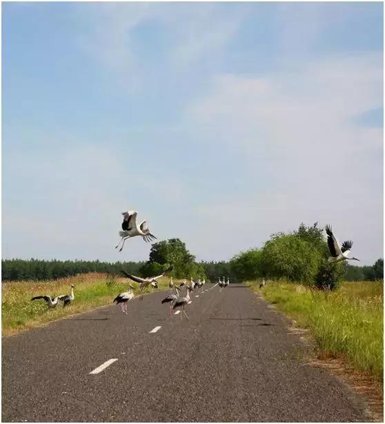 辐射区的现状,辐射区的故事未解之谜
