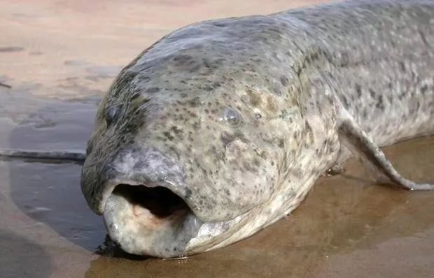 世界顶级淡水鱼大全,世界上顶级鱼类大全