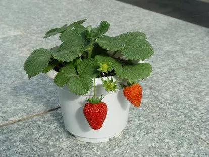 草莓叶茎发黑叶子干枯是什么病,草莓叶片干枯发黄怎么补救