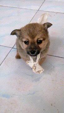 搞笑gif图来袭看一次笑一次,搞笑gif开心一刻