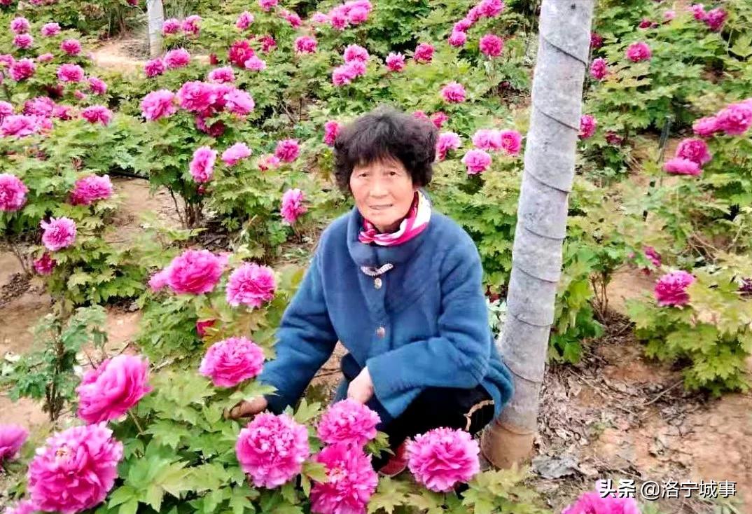 洛阳洛宁张便玲——石榴说明书