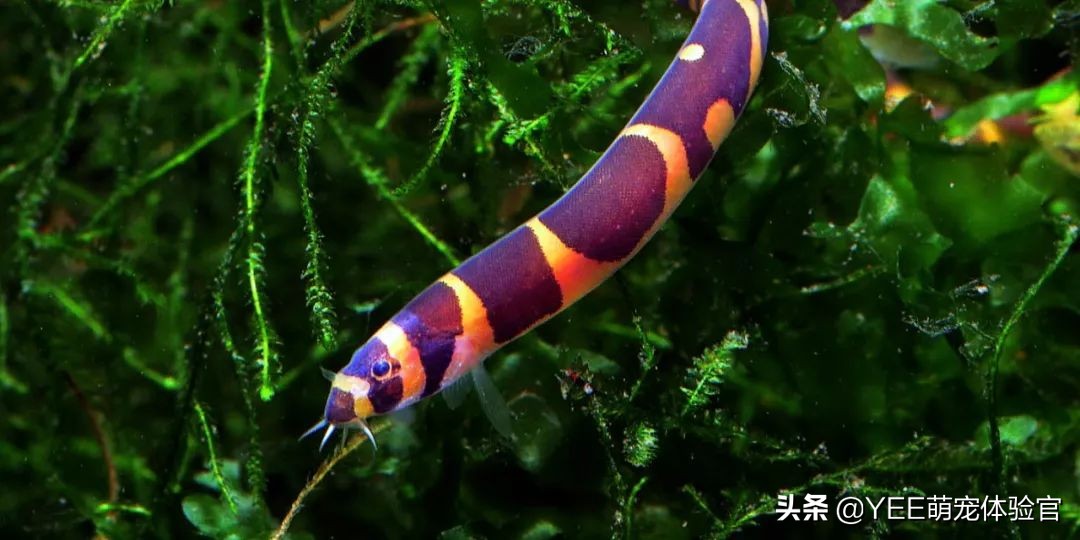 超便宜还很好养的小鱼 (便宜又好养的小鱼)