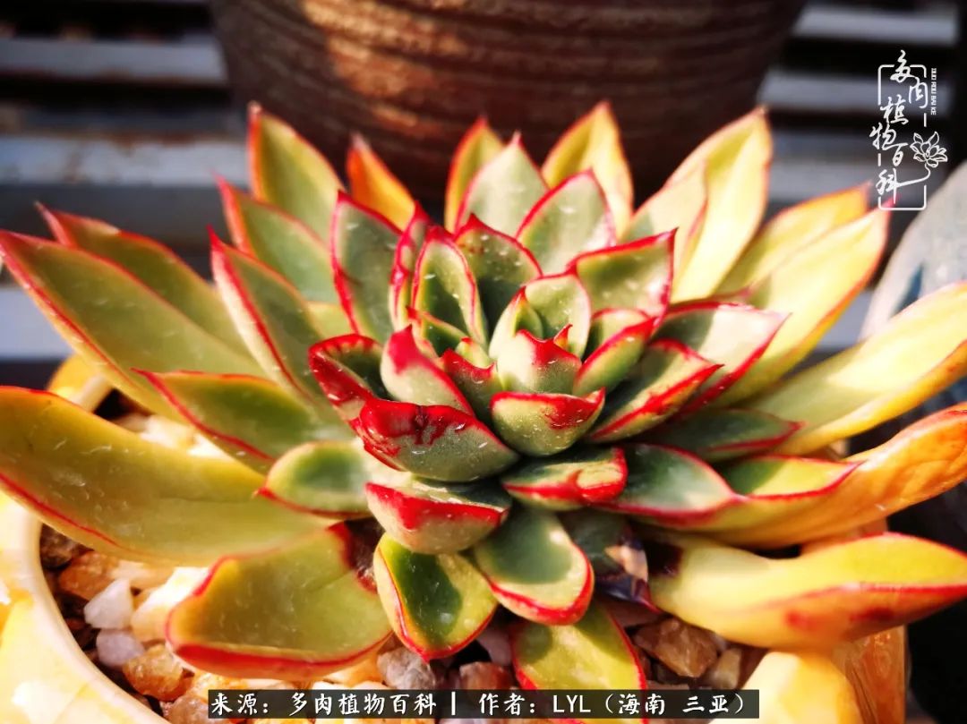 养多肉一年花了3万,养多肉一千多盆