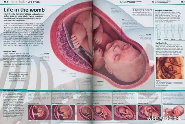 dk知识大百科全套,dk知识大百科书金银版