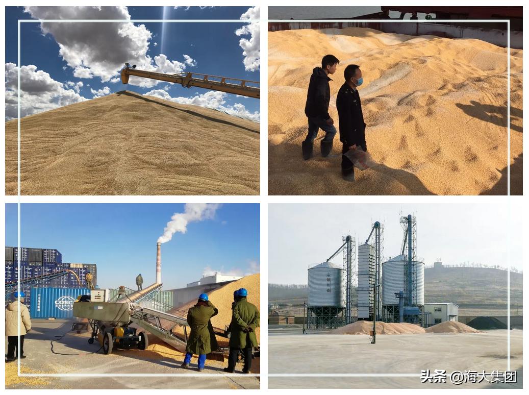 海大反刍饲料质量如何,海大对虾饲料质量怎么样