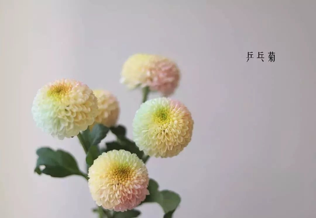 鲜花店常见花材品种大全,花店里同款的两种不同价格的花材