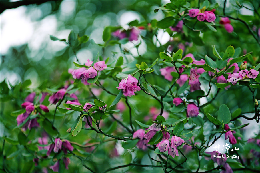 神奇的梵净山真正的天空之镜,梵净山金顶旅行真实感受