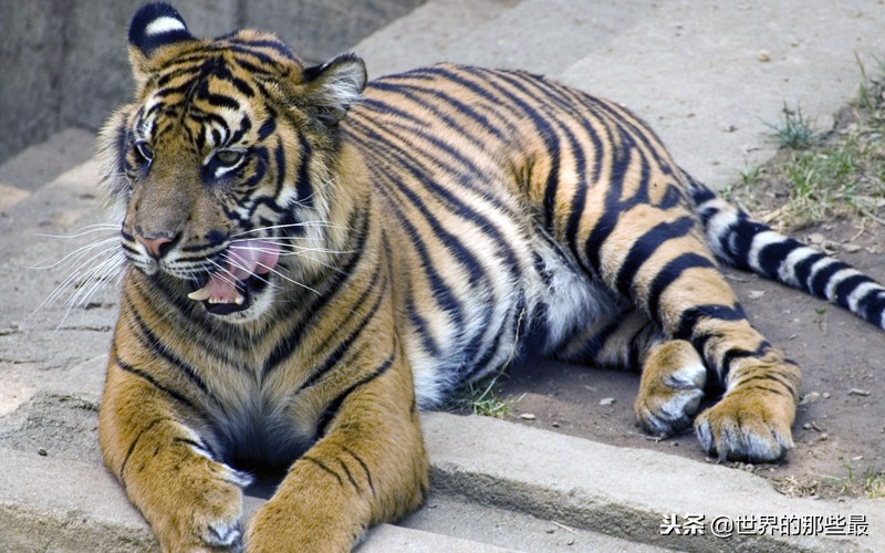 老虎的牙齿和狮子的牙齿对比,老虎和狮子牙齿哪个长