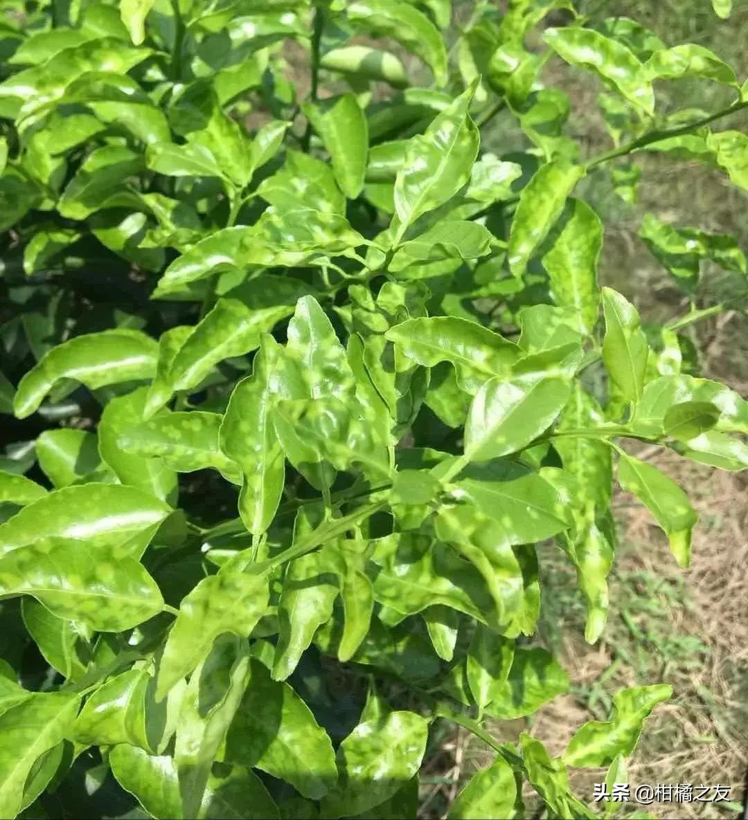 柑橘新梢嫩叶卷曲是什么原因,柑橘新梢卷叶怎么回事