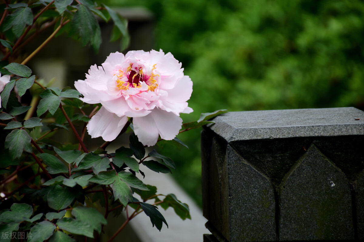 浮云吹作雪世味煮成茶下联的意思,浮云吹作雪世味煮成茶是什么意思