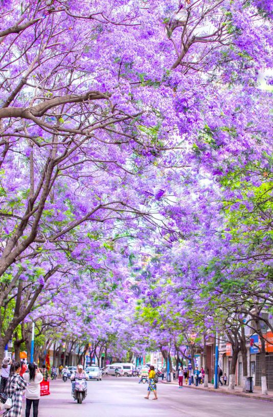 戴口罩的冬天太漫长，差点忘了中国的春天有多美