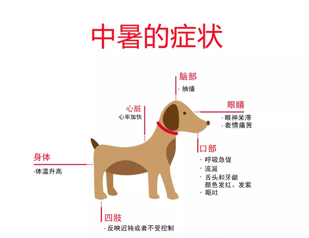 好好的狗怎么会得狂犬病,狗子中暑了