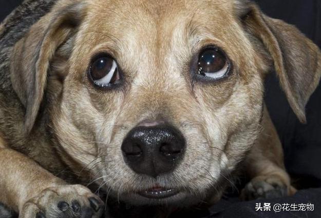 它是一条奇怪的“九尾”流浪狗，当人们看清楚之后，却直接泪目