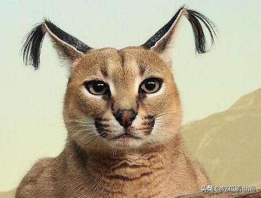 最贵的十种猫波斯猫,行走的人民币布偶猫