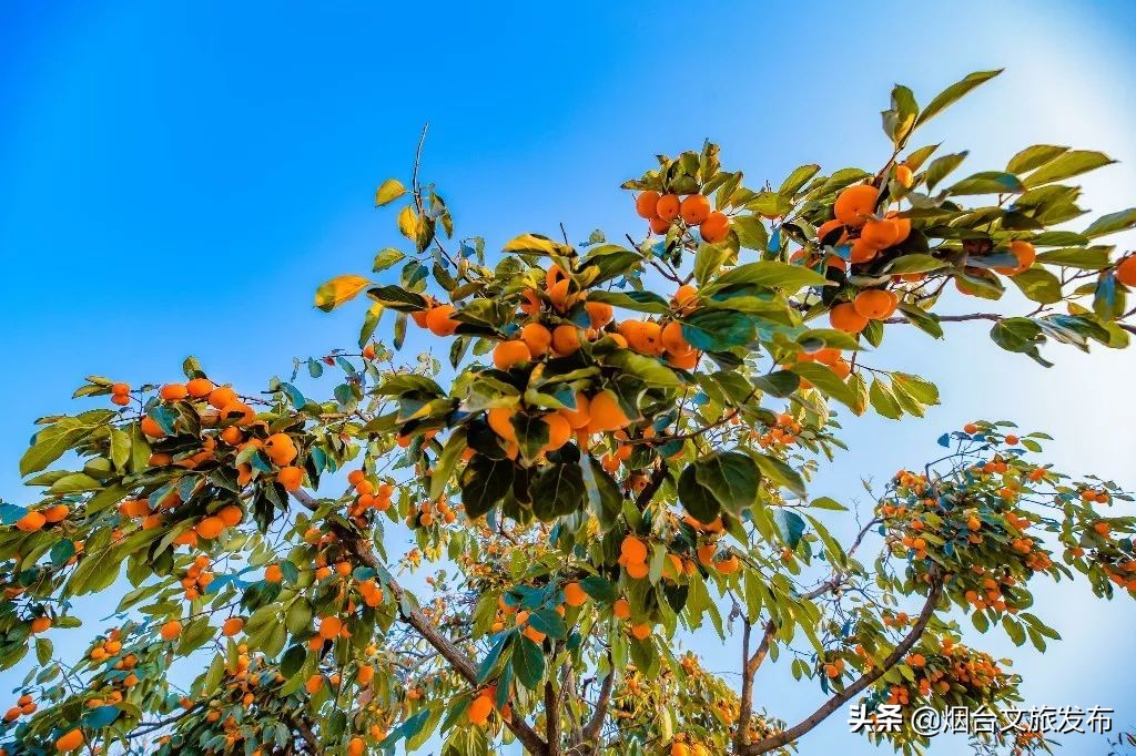 张裕卡斯特酒庄摘葡萄,张裕卡斯特酒庄750毫升定制