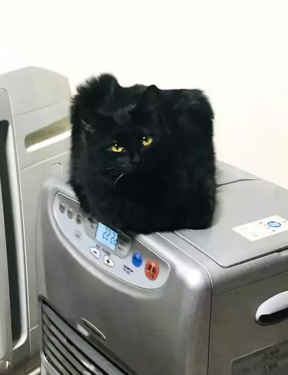 动物沙雕表情包搞笑,沙雕模仿动物表情包