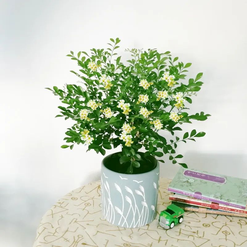 6种香味好闻又高级的花卉植物,4种花香味十足