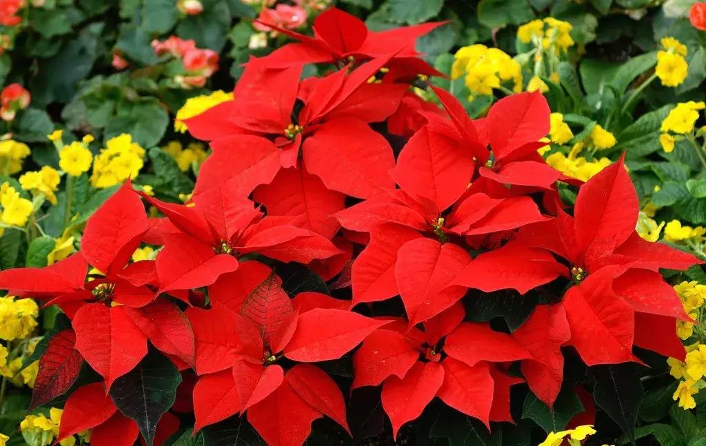 宝宝误食家里养的植物叶子,孩子误食有毒植物