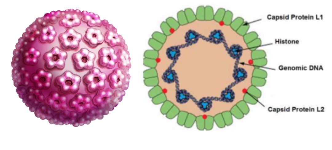 宫颈癌双筛的报告解读,宫颈癌最深度解读