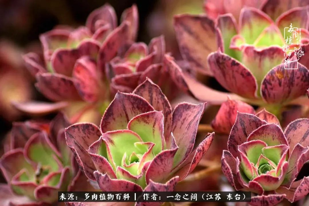 遇见花开蓝莓糖,遇见花开蔬菜沙拉酱