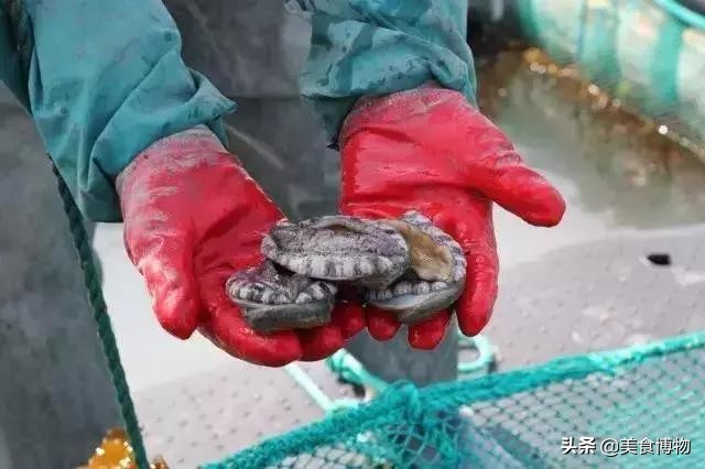 鲍鱼大全，带你认知全世界的鲍鱼（下）