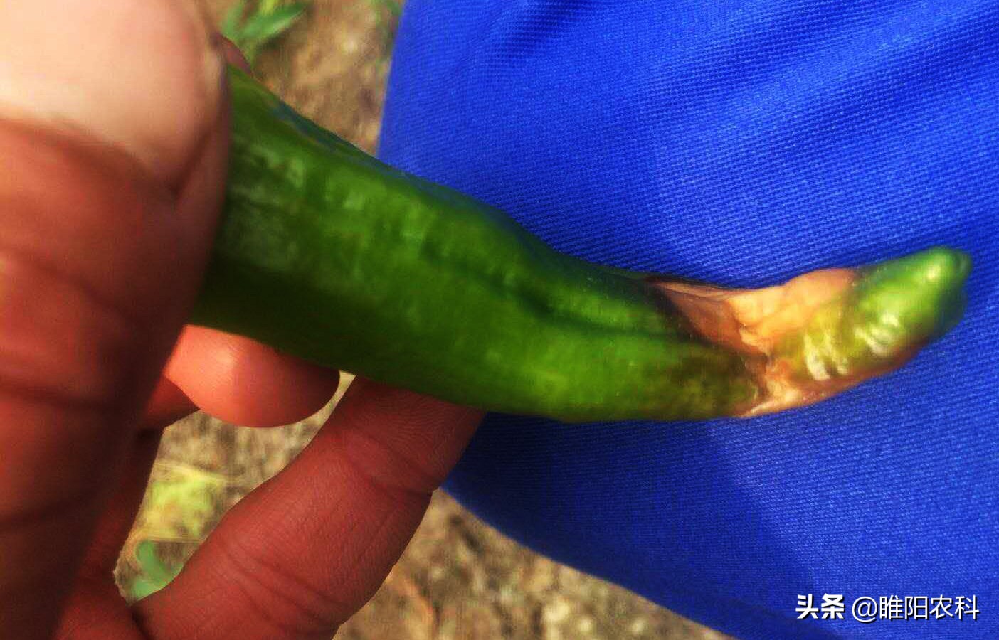 用什么钙作钙肥最好,钙肥怎么补最好最快