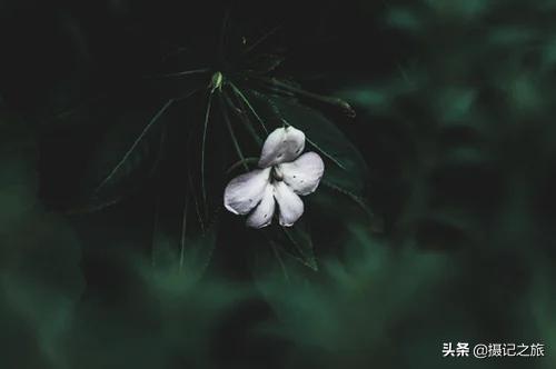 免费的无版权图片素材网站,9大高清无版权图片素材网站推荐