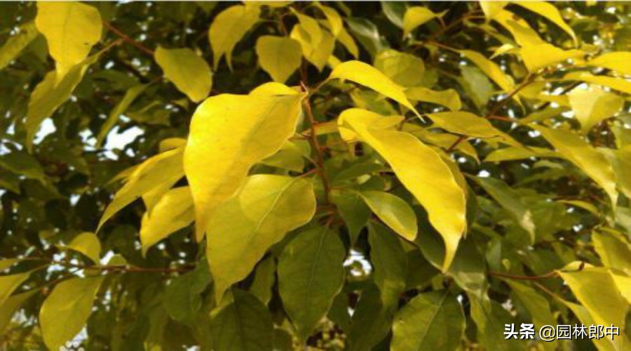 香樟树叶子发黄用什么药,香樟叶子失绿变黄