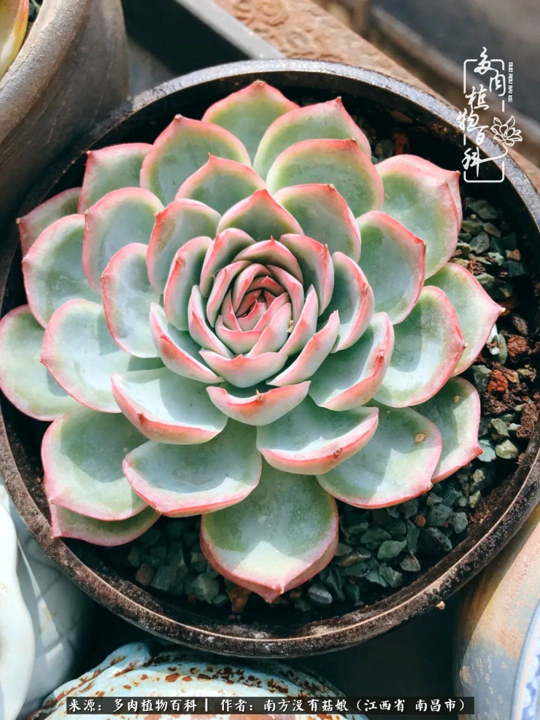 既见云胡不喜,既见君子云胡不喜毛笔楷书