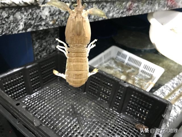 中国海鲜地图,中国海鲜最多地区