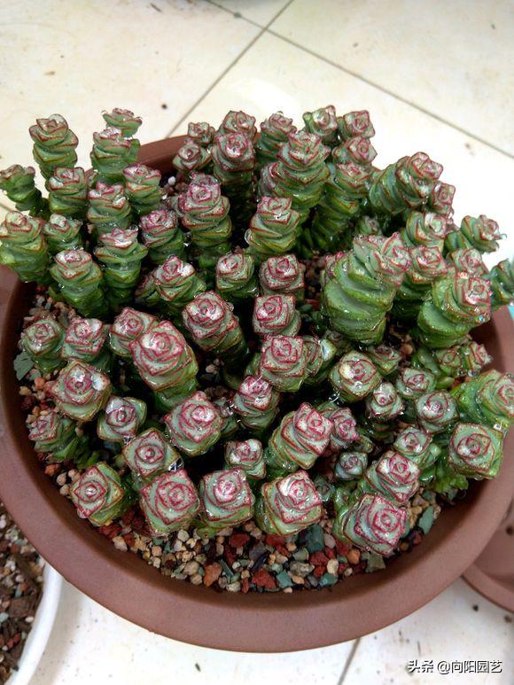 多肉怎么养才能爆盆教程,多肉小钱串的养殖方法图解