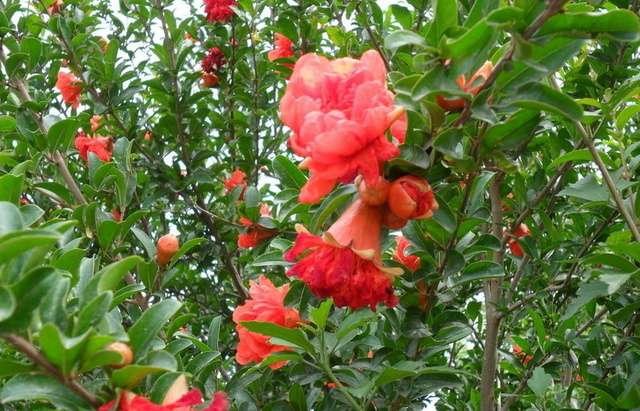 春季盆栽石榴花开花,石榴花盆栽怎样开花多