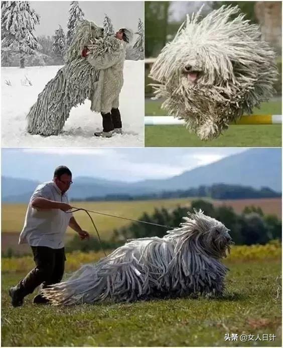 致命的60种动物,这100种动物你都认识吗