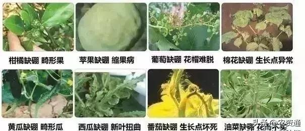 膨大剂的使用方法和注意事项,膨大剂对人毒性大吗