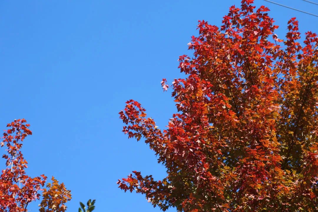 上海最美秋景,上海哪些公园可以拍秋景