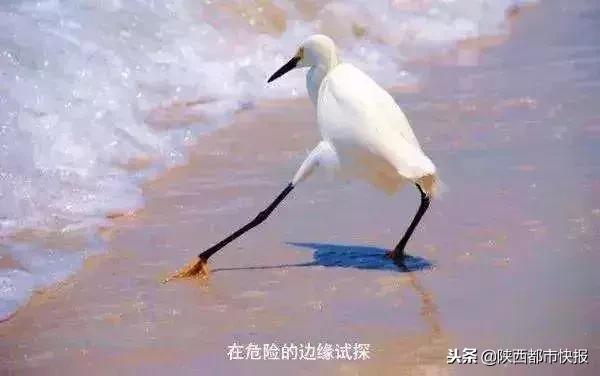 冲鸭开饭了表情包,肖战冲鸭表情包