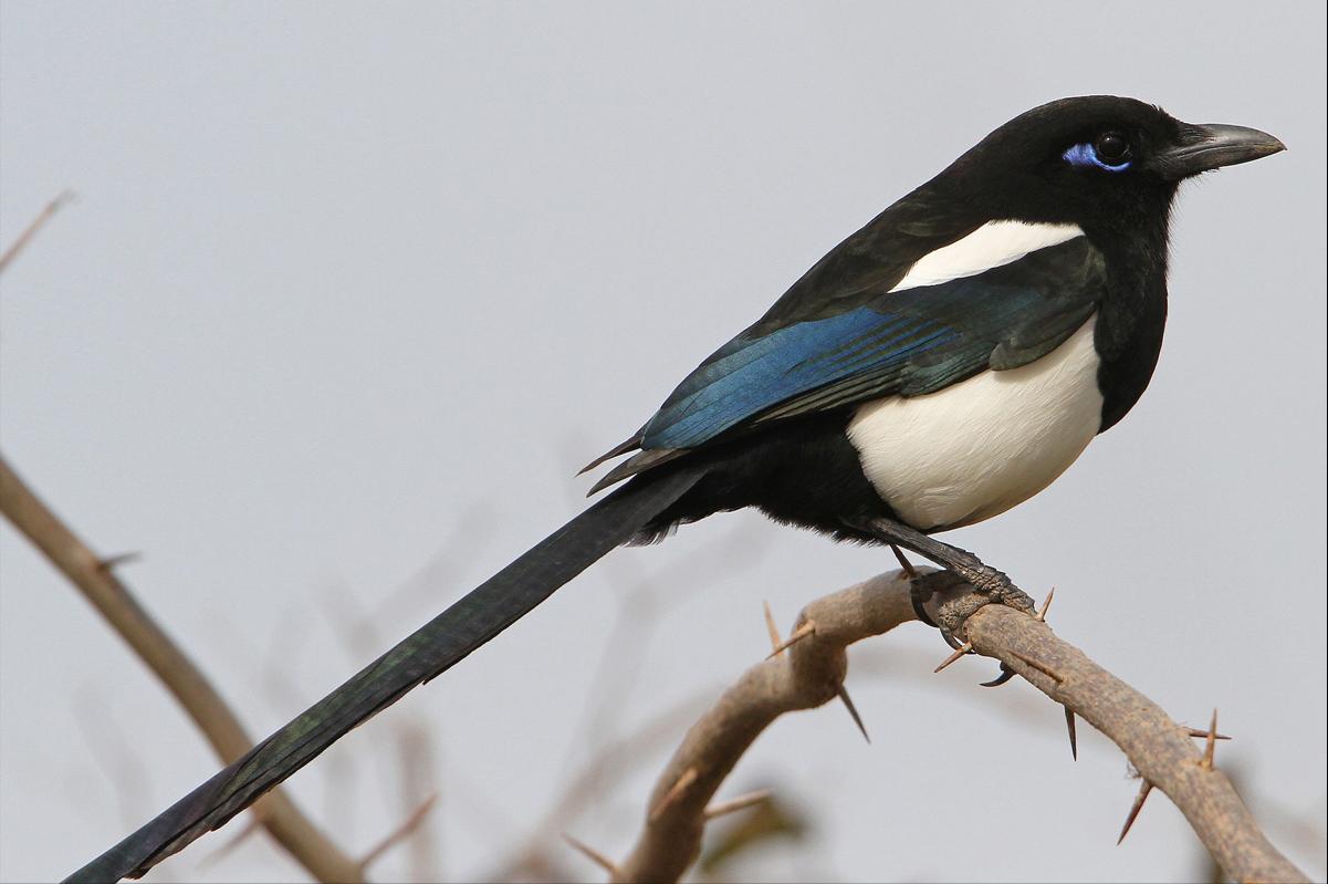 广东常见鸟类图谱和名称图文,东江揽胜鸟类