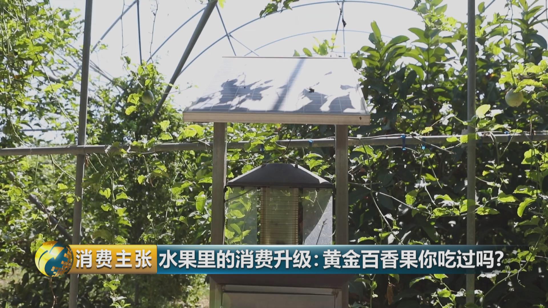 黄金百香果口感和普通百香果有何区别？