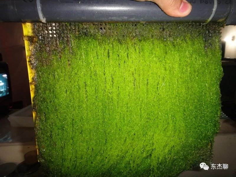 海缸怎么养低等藻最有效,海缸爆藻可以加海藻吗