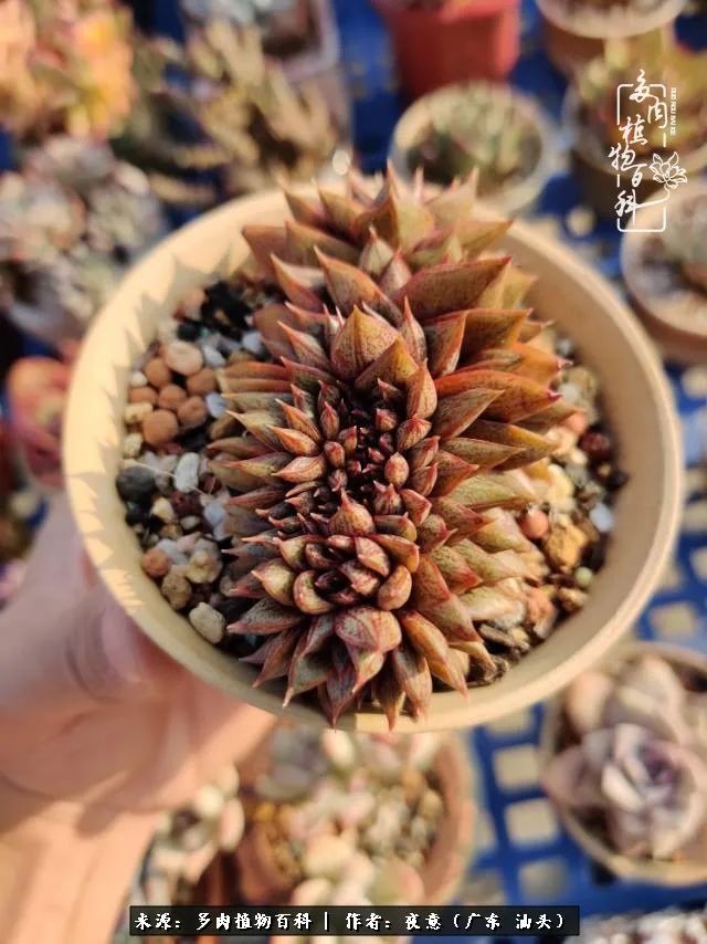 广东春天多肉图片大全,这个季节的多肉状态是最美的