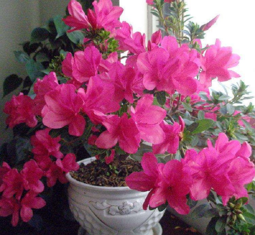 杜鹃花什么品种是四季开花的,杜鹃花色彩缤纷