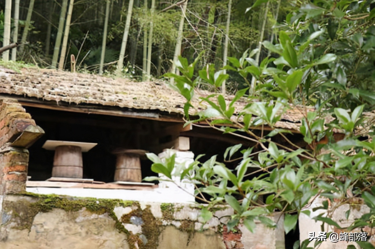 初学养蜂看什么书最好,中蜂养蜂必备书籍