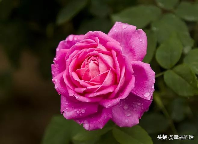 中国十大名花图片及花语,山茶花是中国十大名花吗